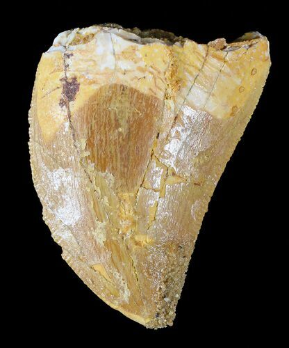 Serrated, Juvenile Carcharodontosaurus Tooth #55748